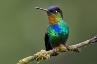 Kolibrik ohnivobrady - Panterpe insignis - Fiery-throated Hummingbird o1180